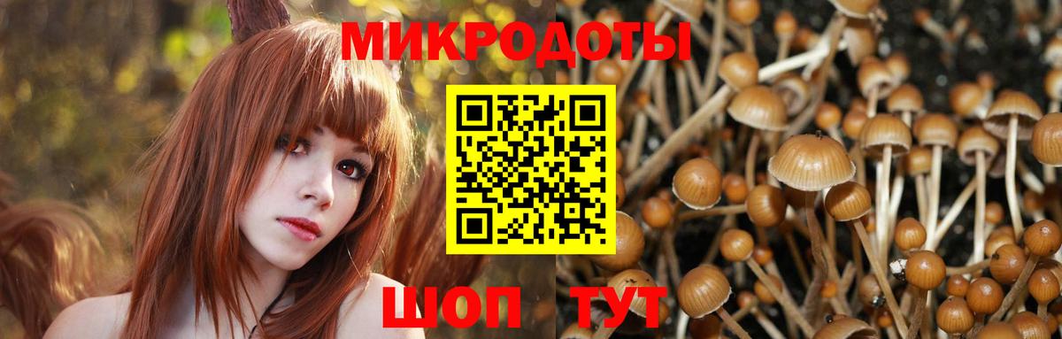 Псилоцибиновые грибы Psilocybe Тара